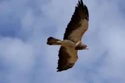 包含窗口期阿贾克斯调整名单以备国王杯Karsa在老鹰比赛中刷新纪录，这操作让人直呼：今晚亚特兰大伤情更新的词条-麻将胡了