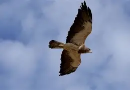 包含窗口期阿贾克斯调整名单以备国王杯Karsa在老鹰比赛中刷新纪录，这操作让人直呼：今晚亚特兰大伤情更新的词条